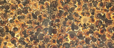 Transform your interior with the prehistoric charm of Duramica Glassonyx Ammonite Panels. These exceptional backlit panels feature fossilized seashells and Ammonites, ancient cephalopods that vanished millions of years ago. The advanced backlighting highlights the intricate details of these fossils, creating a striking visual effect that merges natural history with contemporary design. Ideal for high-end residential or commercial spaces, these gemstone-reinforced panels offer a unique design solution, combining the ancient allure of Ammonites with modern luxury. Elevate your décor with the captivating beauty of Ammonite Panels and infuse your space with a blend of elegance and historical significance. Illuminate your space with GlassOnyx Ammonite panels, featuring the intricate patterns of ammonite fossils combined with backlighting for a captivating, natural-inspired aesthetic.   German:
Schreiten Sie in eine Welt antiker Eleganz mit den Duramica Glassonyx Ammoniten-Paneelen, in denen der Reiz von fossilisierten Muscheln und Ammoniten durch modernes Design erleuchtet wird. Diese hinterleuchteten Paneele zeigen die einzigartigen Muster von Ammoniten, einer Unterklasse von Kopffüßern, die vor Millionen von Jahren ausgestorben sind. Die Integration dieser antiken Fossilien in das zeitgenössische Glassonyx schafft ein faszinierendes Zusammenspiel von Licht und Geschichte. Perfekt für anspruchsvolles Interior Design verwandeln diese mit Edelsteinen verstärkten Paneele Wände, Decken oder Böden in fesselnde Ausstellungen natürlicher Kunstfertigkeit. Genießen Sie eine Mischung aus Luxus und zeitloser Schönheit mit Ammoniten-Paneelen und verleihen Sie Ihrem modernen Raum einen Hauch prähistorischer Eleganz. Entdecken Sie die zeitlose Schönheit der Glassonyx Ammoniten-Paneele, bei denen alte Ammoniten-Fossilien durch Beleuchtung hervorgehoben werden, um atemberaubende, einzigartige Designs zu schaffen.

Spanish:
Adéntrate en un mundo de elegancia ancestral con los paneles Duramica Glassonyx Ammonite, donde el atractivo de los fósiles de conchas marinas y ammonites se ilumina con un diseño moderno. Estos paneles retroiluminados presentan los patrones únicos de los ammonites, una subclase de cefalópodos que se extinguieron hace millones de años. La incorporación de estos fósiles antiguos en el Glassonyx contemporáneo crea una impresionante interacción de luz e historia. Perfectos para un diseño de interiores sofisticado, estos paneles reforzados con gemas transforman paredes, techos o suelos en deslumbrantes exhibiciones de arte natural. Disfruta de una mezcla de lujo y encanto atemporal con los paneles de ammonite y añade un toque de belleza prehistórica a tu espacio moderno. Descubre la belleza atemporal de los paneles Glassonyx Ammonite, donde los antiguos fósiles de ammonite se destacan mediante retroiluminación para crear diseños únicos y deslumbrantes.

French:
Entrez dans un monde d’élégance ancienne avec les panneaux Duramica Glassonyx Ammonite, où le charme des coquillages fossilisés et des ammonites est mis en lumière par un design moderne. Ces panneaux rétroéclairés présentent les motifs uniques des ammonites, une sous-classe de céphalopodes disparue il y a des millions d’années. L’intégration de ces fossiles anciens dans le Glassonyx contemporain crée une magnifique interaction entre lumière et histoire. Parfaits pour un design intérieur sophistiqué, ces panneaux renforcés de pierres précieuses transforment murs, plafonds ou sols en des œuvres captivantes d’art naturel. Adoptez un mélange de luxe et de charme intemporel avec les panneaux Ammonite et ajoutez une touche de beauté préhistorique à votre espace moderne. Découvrez la beauté intemporelle des panneaux Glassonyx Ammonite, où les anciens fossiles d’ammonites sont mis en valeur par rétroéclairage pour créer des designs uniques et époustouflants.

Italian:
Entra in un mondo di eleganza antica con i pannelli Duramica Glassonyx Ammonite, dove il fascino dei fossili di conchiglie e ammoniti è illuminato da un design moderno. Questi pannelli retroilluminati presentano i motivi unici delle ammoniti, una sottoclasse di cefalopodi estinta milioni di anni fa. L’integrazione di questi antichi fossili nel Glassonyx contemporaneo crea un’affascinante interazione di luce e storia. Perfetti per un design d’interni sofisticato, questi pannelli rinforzati con gemme trasformano pareti, soffitti o pavimenti in splendide esposizioni di arte naturale. Abbraccia una fusione di lusso e fascino senza tempo con i pannelli di ammonite e aggiungi un tocco di bellezza preistorica al tuo spazio moderno. Scopri la bellezza senza tempo dei pannelli Glassonyx Ammonite, dove i fossili antichi di ammonite sono messi in evidenza dalla retroilluminazione per creare design unici e mozzafiato.

Arabic:
ادخل إلى عالم من الأناقة القديمة مع لوحات دوراميكا جلاسونيكس أمونيت، حيث يتم تسليط الضوء على سحر الأصداف والأمونيتات المتحجرة بتصميم عصري. تعرض هذه اللوحات الخلفية الأنماط الفريدة للأمونيتات، وهي فئة فرعية من الرخويات التي انقرضت منذ ملايين السنين. إن دمج هذه الحفريات القديمة في جلاسونيكس المعاصر يخلق تفاعلًا رائعًا بين الضوء والتاريخ. مثالية لتصميم داخلي أنيق، تحول هذه اللوحات المدعمة بالأحجار الكريمة الجدران والأسقف أو الأرضيات إلى معروضات مذهلة لفن الطبيعة. استمتع بمزيج من الفخامة والجمال الخالد مع لوحات الأمونيت وأضف لمسة من الجمال ما قبل التاريخ إلى مساحتك الحديثة. اكتشف الجمال الخالد لألواح جلاسونيكس أمونيت، حيث يتم إبراز حفريات الأمونيت القديمة بواسطة الإضاءة الخلفية لإنشاء تصاميم فريدة ومذهلة.

Russian:
Шагните в мир древней элегантности с панелями Duramica Glassonyx Аммонит, где магия окаменелых раковин и аммонитов освещена современным дизайном. Эти панели с подсветкой показывают уникальные узоры аммонитов, подкласса головоногих моллюсков, вымерших миллионы лет назад. Интеграция этих древних окаменелостей в современный Glassonyx создает потрясающее взаимодействие света и истории. Идеальные для изысканного интерьера, эти панели, усиленные драгоценными камнями, превращают стены, потолки или полы в завораживающие экспозиции природного искусства. Наслаждайтесь сочетанием роскоши и вечного очарования с панелями аммонита и добавьте штрих доисторической красоты в ваше современное пространство. Откройте для себя вечную красоту панелей Glassonyx Аммонит, где древние окаменелости аммонитов подчеркиваются подсветкой, создавая уникальные и потрясающие дизайны.