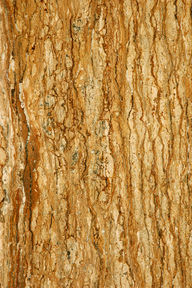 Noce Travertine, Mocha Travertine, Walnut Travertine, Coffee Brown Travertine, Chocolate Travertine, Travertino Classico, Travertin Vallanca, Travertino Vecchio
English:
Immerse yourself in a unique assortment of standard and rare Travertine (Travertino) . Our Travertine panels represent exquisite variations of this natural stone, crafted by nature and transformed through modern technology. Perfect for creating both traditional and contemporary designs, the versatility and timeless elegance of travertine bring luxury to any space.
Deutsch (German):
Tauchen Sie ein in eine einzigartige Auswahl an standardmäßigen und seltenen Travertinen. Unsere Travertin-Paneele repräsentieren exquisite Varianten dieses Natursteins, die von der Natur erschaffen und durch moderne Technologie transformiert wurden. Perfekt, um sowohl traditionelle als auch moderne Designs zu schaffen, bringt die Vielseitigkeit und zeitlose Eleganz von Travertin Luxus in jeden Raum.
Español (Spanish):
Sumérgete en una selección única de Travertino estándar y raro. Nuestras paneles de Travertino representan exquisitas variaciones de esta piedra natural, creada por la naturaleza y transformada a través de la tecnología moderna. Perfecto para crear diseños tanto tradicionales como contemporáneos, la versatilidad y la elegancia atemporal del travertino aportan lujo a cualquier espacio.
Français (French):
Plongez dans une sélection unique de Travertins standards et rares. Nos panneaux de Travertin représentent des variations exquises de cette pierre naturelle, façonnée par la nature et transformée par la technologie moderne. Parfaits pour créer des designs à la fois traditionnels et contemporains, la polyvalence et l’élégance intemporelle du travertin apportent du luxe à tout espace.
Italiano (Italian):
Immergiti in una selezione unica di Travertino standard e raro. I nostri pannelli di Travertino rappresentano varianti squisite di questa pietra naturale, creata dalla natura e trasformata tramite la tecnologia moderna. Perfetti per creare design tradizionali e contemporanei, la versatilità e l’eleganza senza tempo del travertino portano lusso in ogni spazio.
العربية (Arabic):
انغمس في مجموعة فريدة من الترافرتين العادي والنادر. تمثل لوحات الترافرتين لدينا تباينات رائعة لهذه الصخور الطبيعية، التي صنعتها الطبيعة وتحولت من خلال التكنولوجيا الحديثة. مثالية لإنشاء تصاميم تقليدية وعصرية، فإن تنوع وأصالة الترافرتين تضفي الفخامة على أي مساحة.
Русский (Russian):
Погрузитесь в уникальный ассортимент стандартного и редкого Травертина. Наши панели из Травертина представляют собой изысканные вариации этого природного камня, созданного природой и преобразованного с помощью современных технологий. Идеально подходит для создания как традиционных, так и современных дизайнов, а универсальность и безвременная элегантность травертина придают люкс любому пространству.

