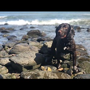 Beautiful Frank 😍 #cockerspaniel #dogwa