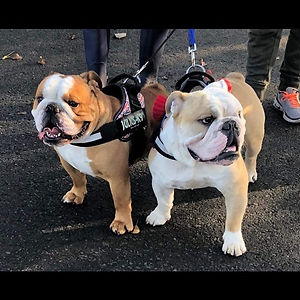#bulldogsofinstagram #bulldogs #englishb