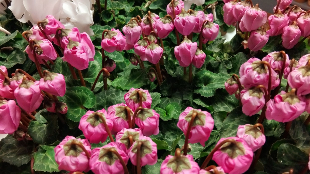 selection of potted cyclamen with white or pink flowers
