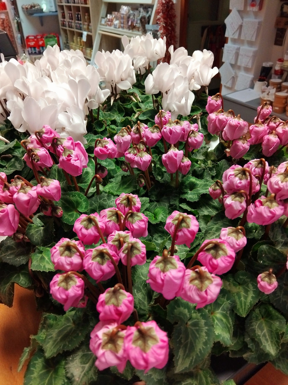 tray of potted cyclamen some with white flower, some with pink flowers linked to the gardening section of the website