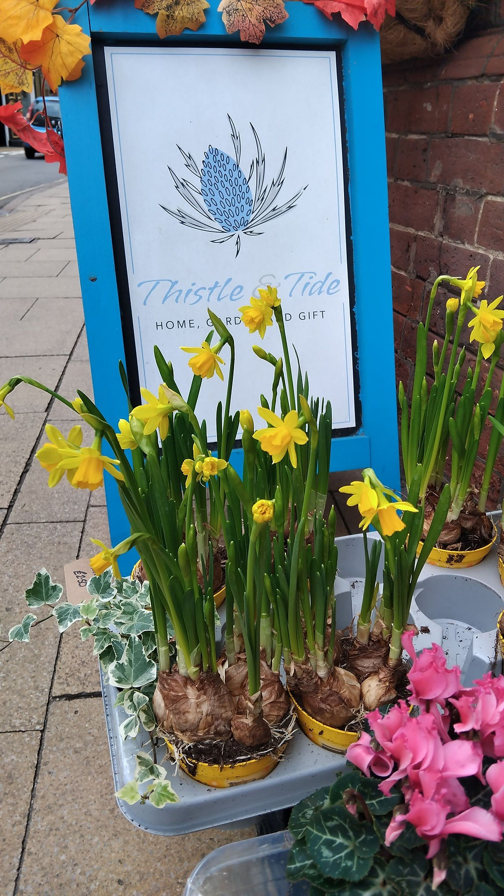 Image of tete-a-tete daffodils with the Thistle and Tide board outside the shop at 31 Church Street, Cromer, Norfolk