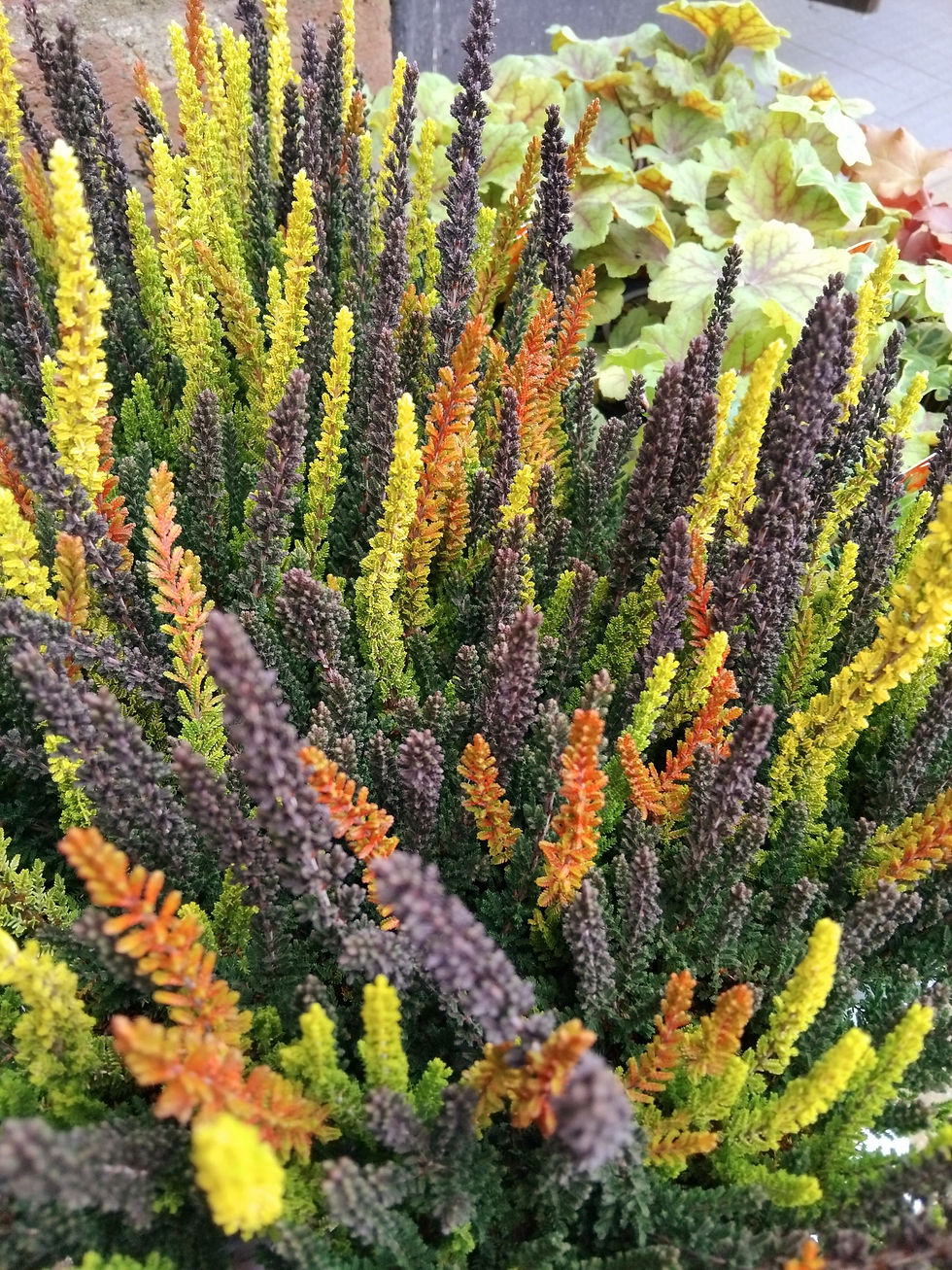 multi coloured heather plants linked to the gardening section of the website