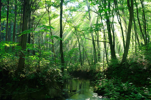 8 upper field forest rays.jpg