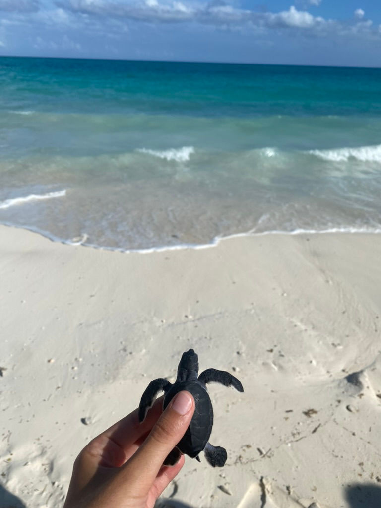 Liberazione delle tartarughe a Cayo Largo - Cuba