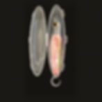 securmylure