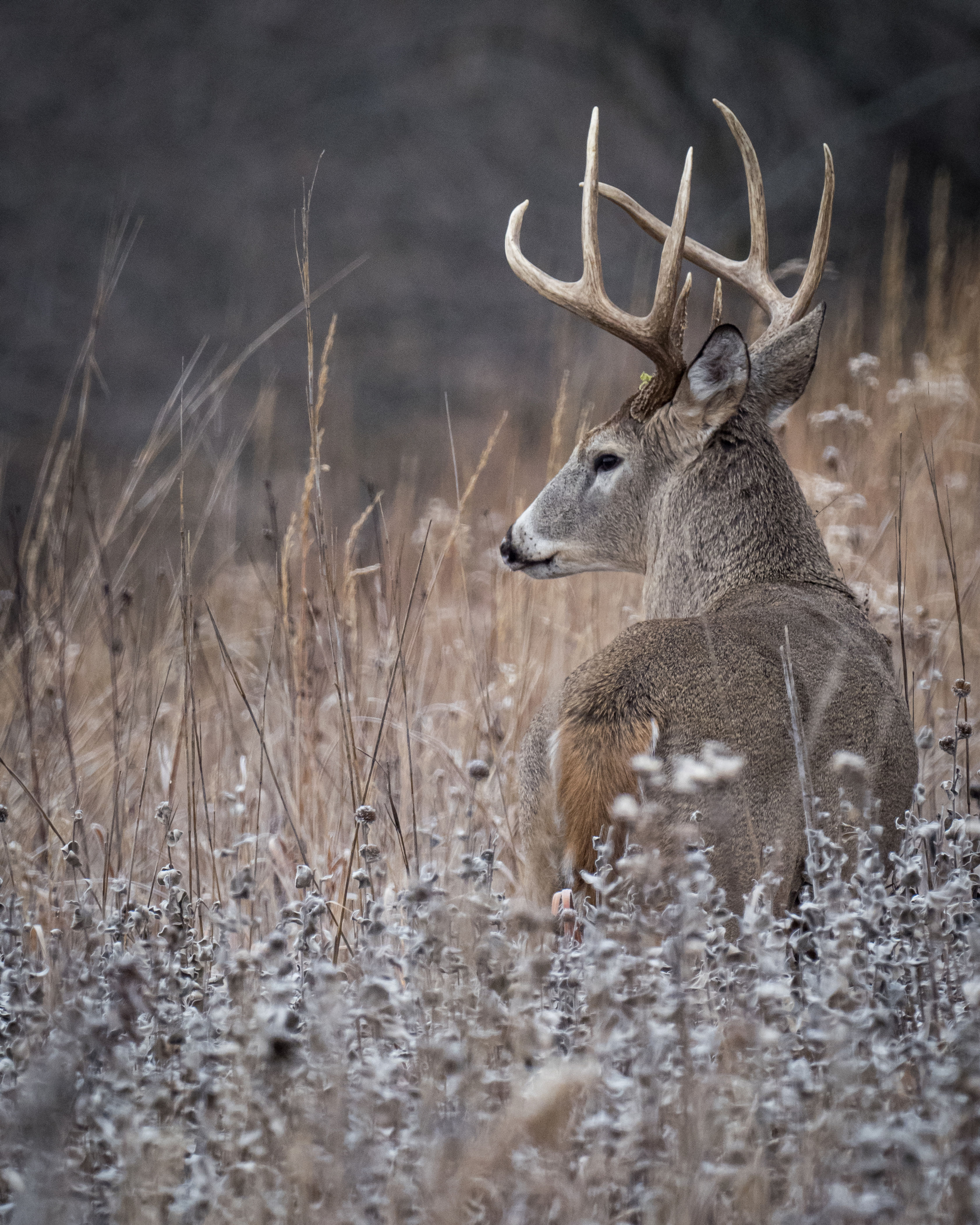 Over-the-shoulder Glance