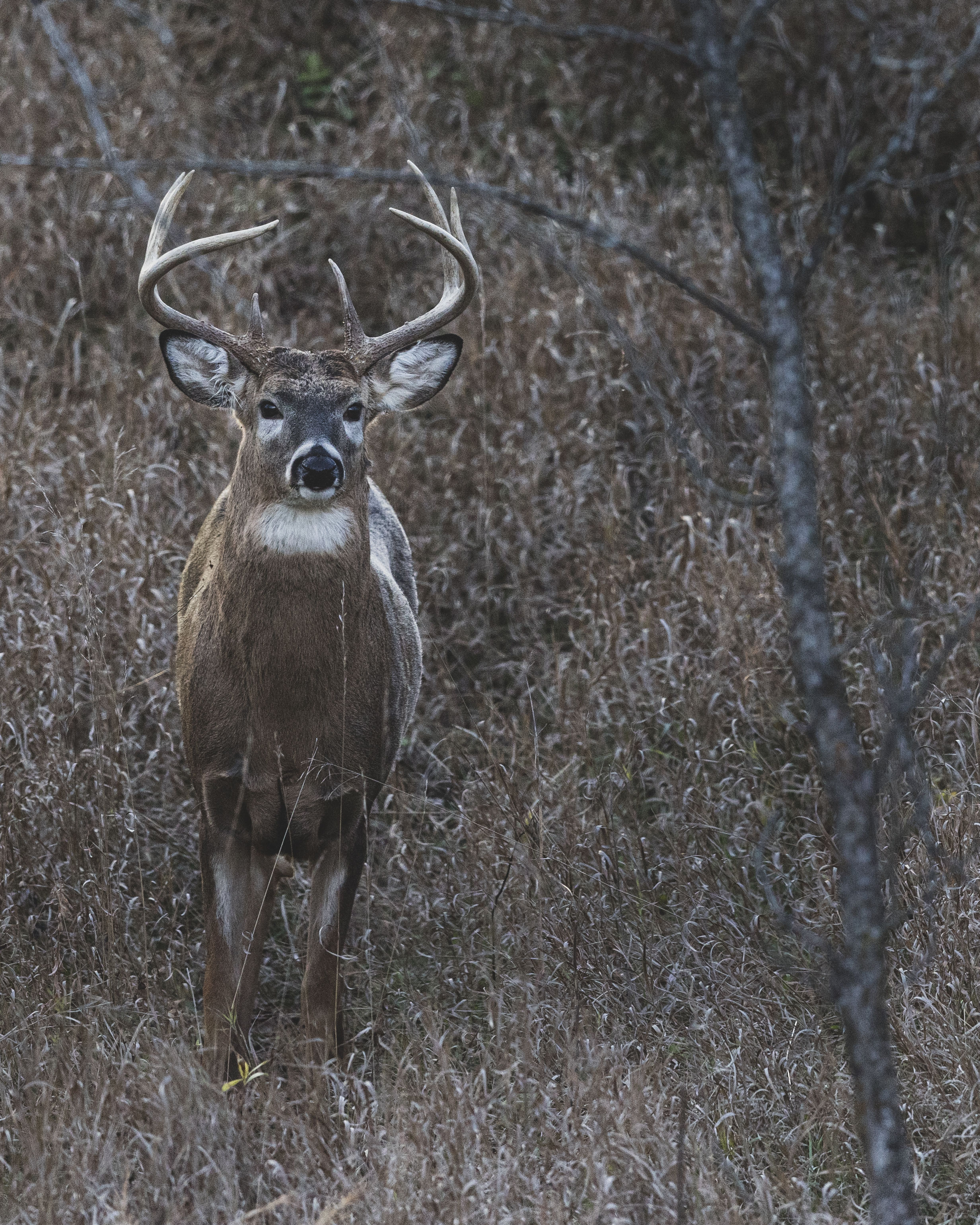 Sunset Buck