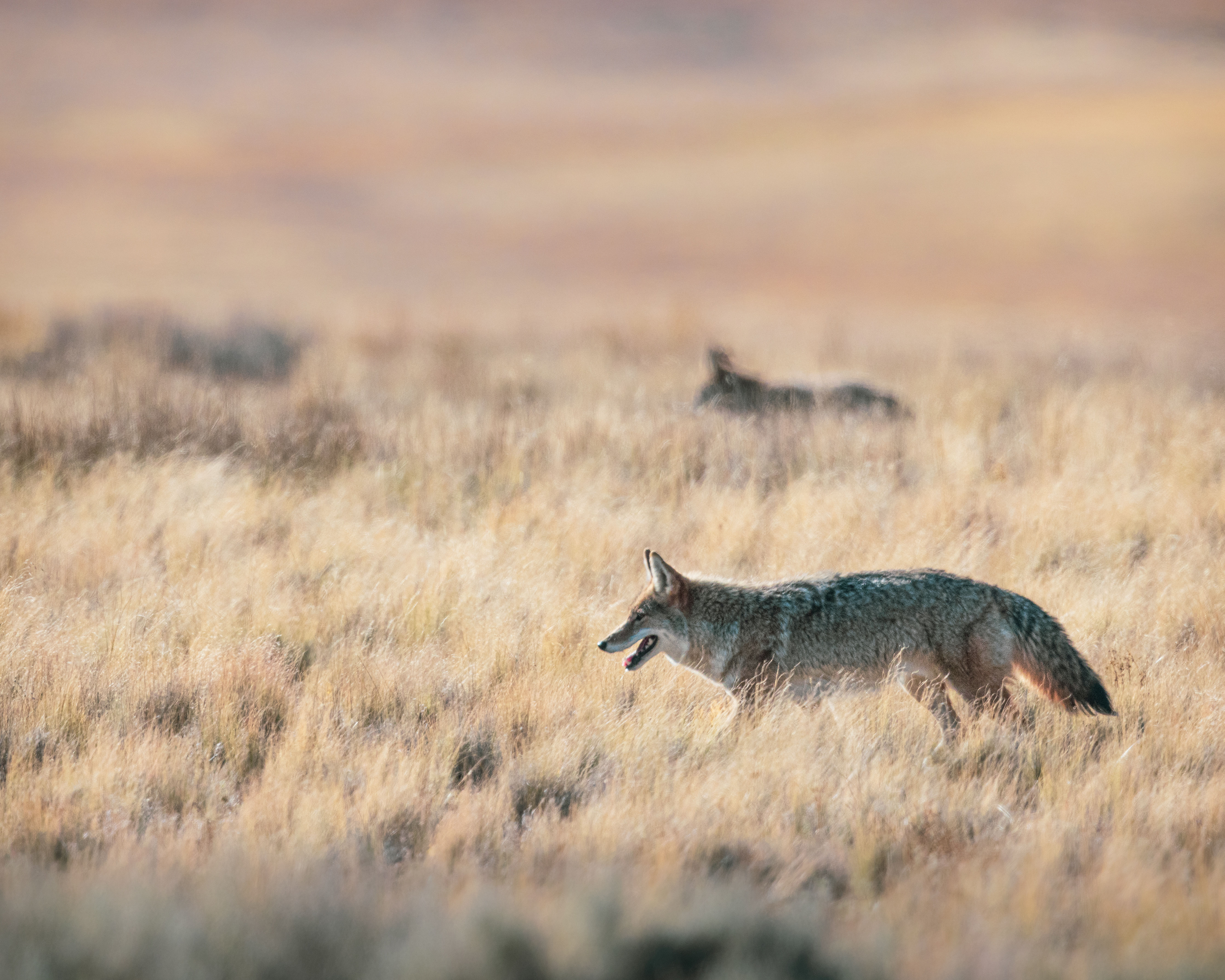 Coyotes on the Hunt