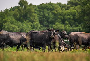 Comprehensive large animal veterinary services for dairy, beef, and small ruminant producers in Ontario.