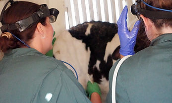 Dairy cows in a barn cared for by Linwood Veterinary Services, providing large animal veterinary care in Ontario.