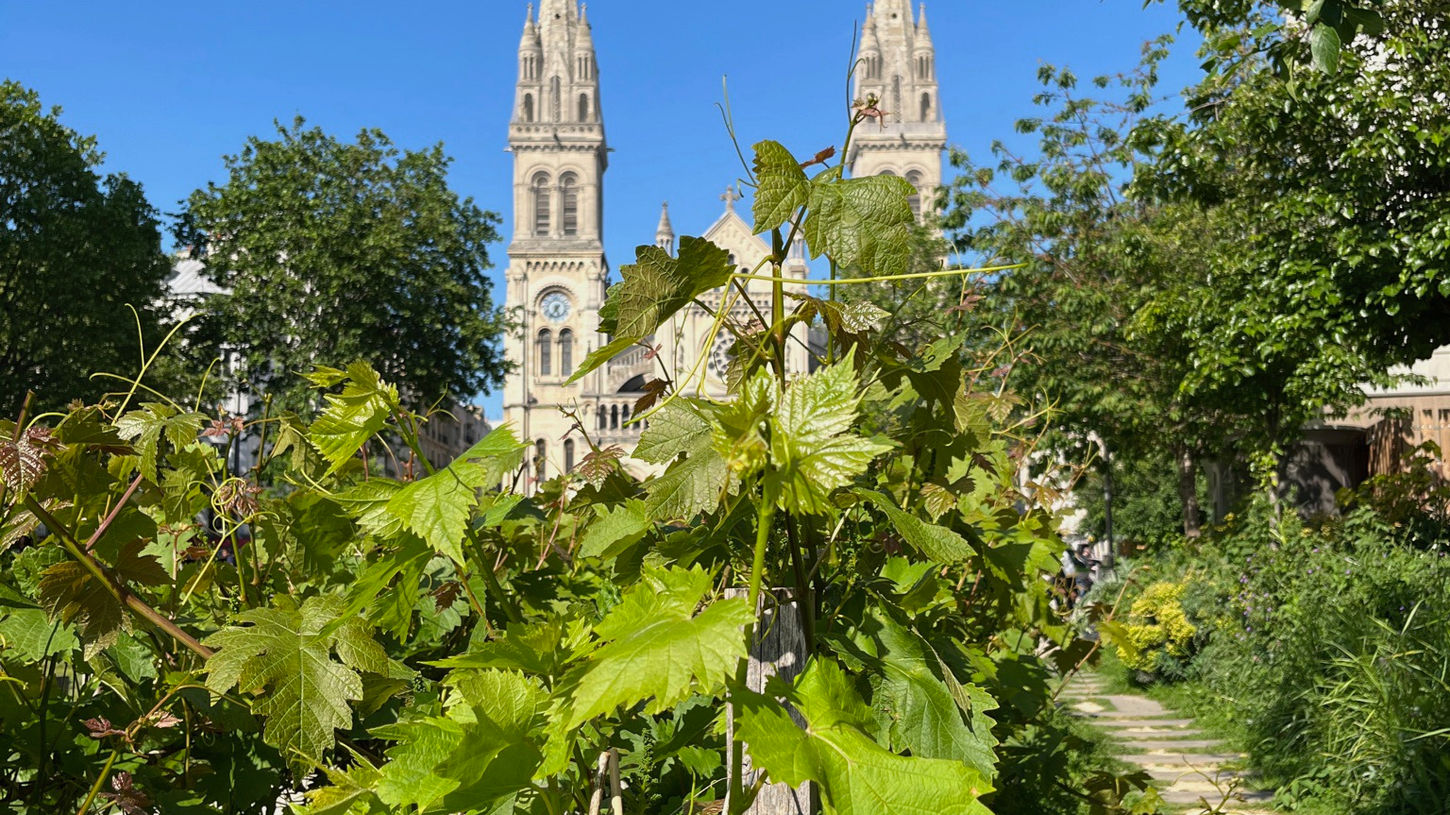A vineyard in Paris