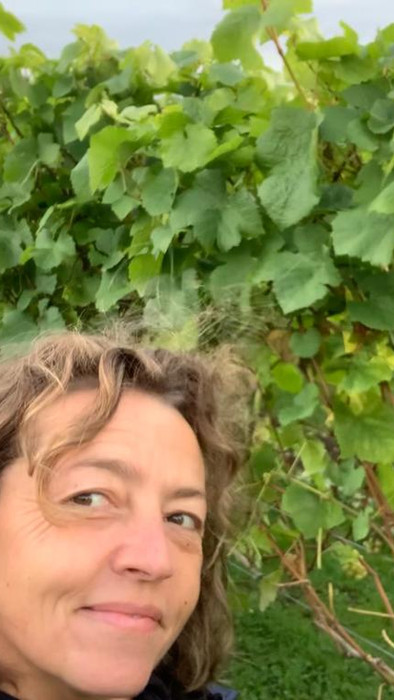 UK Cheese, The Cheese Fox, Specialist in UK Wines