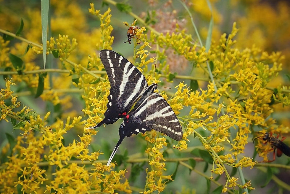 Zebra-longwing-and-goldenrod_Emily-Bell.jpg