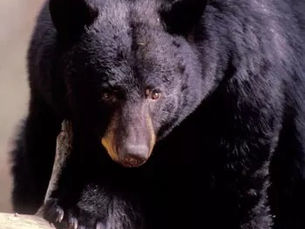 black bear