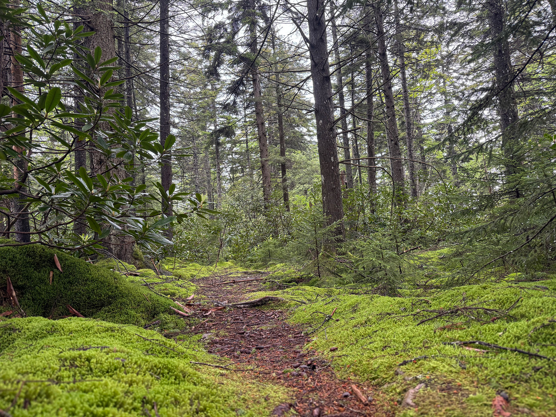 trail