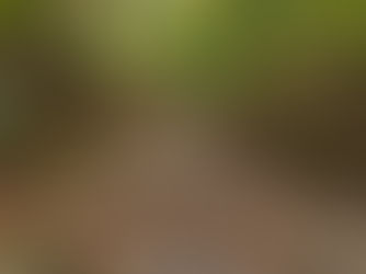 AI illustration of a dry, rocky seasonal creek bed with fallen leaves in a deciduous forest; not Archers Fork.