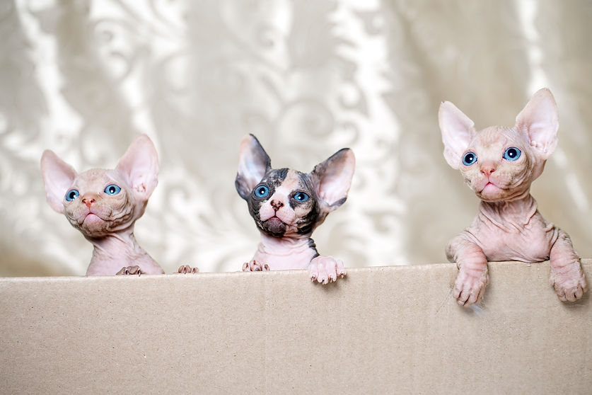 gatos-esfinge-sem-pelos (4).jpg