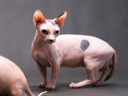 bambino-cat-sphynx-Munchkin_Jaroslaw-Kurek_Shutterstock.jpg