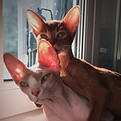 gatos-brincalhoes-em-pele-em-casa.jpg