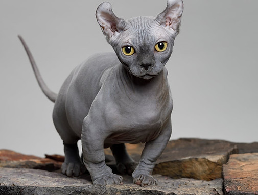 Dwelf_Cat.jpg