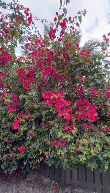 Bougainvillea beginning its bloom