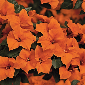 Oversized Orange Bougainvillea