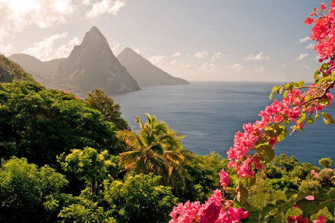 Pink Bougainvillea overlooking the Fiji Mountain in 4K resolution