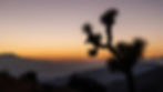 sunset-joshua-tree-national-park-YT2D36M.jpg
