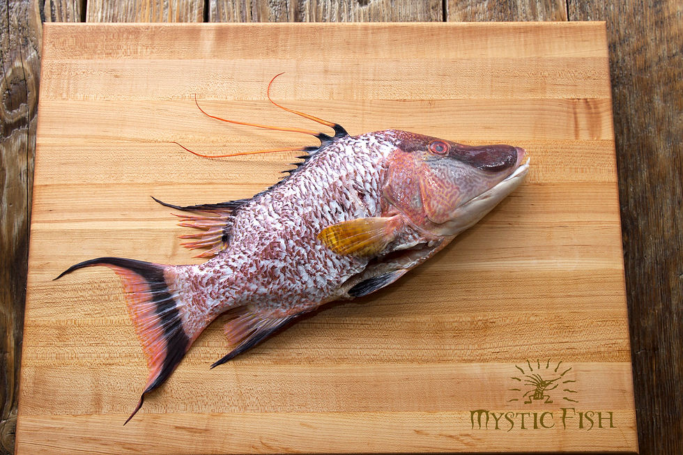 Hogfish at Mystic Fish in Palm Harbor FL