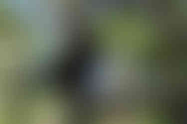 A baby Mantled Howler monkey perched on tree in Costa Rica