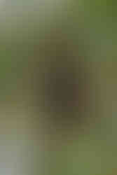 A male Mantled Howler monkey in the tree howling