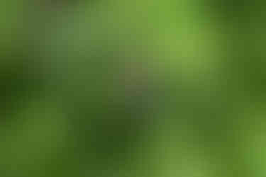 A baby Mantled Howler monkey peeking from a tree
