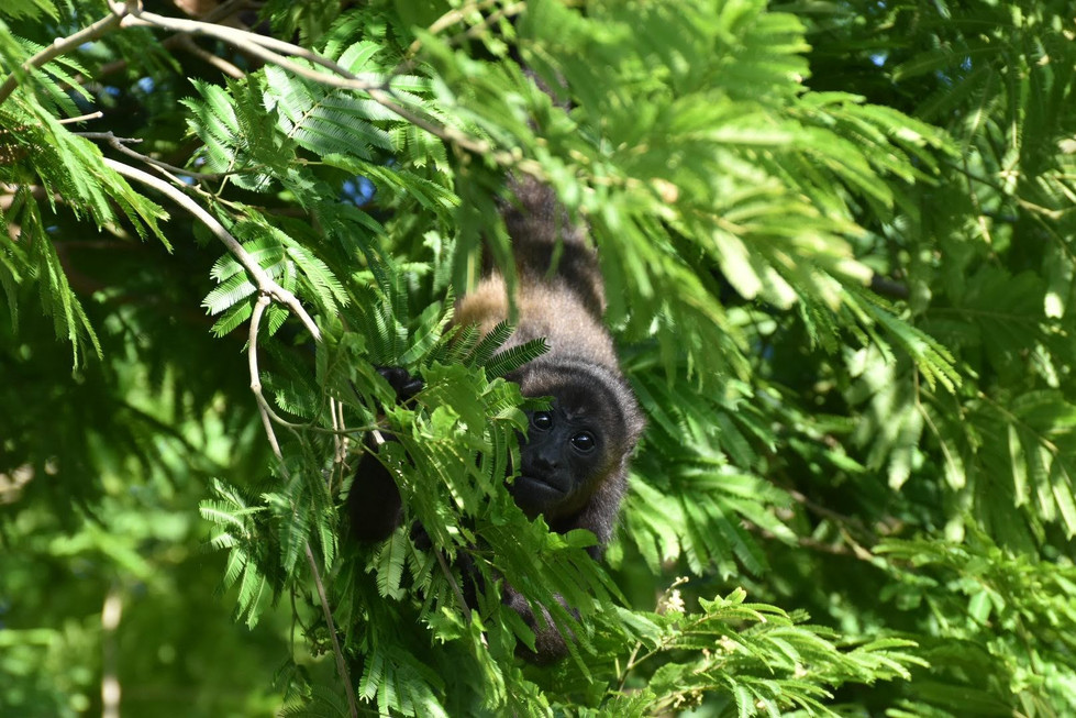A baby Mantled Howler monkey peeking from a tree