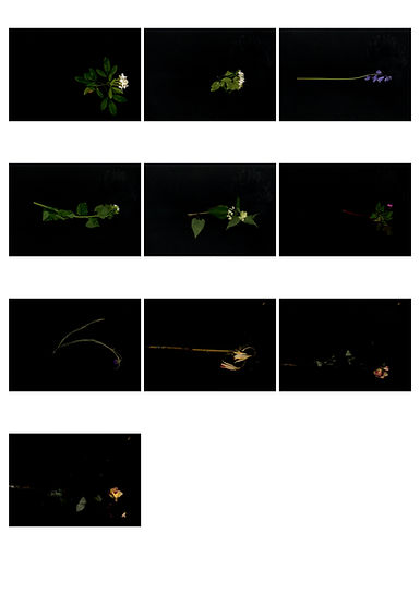contact sheet 2.jpg