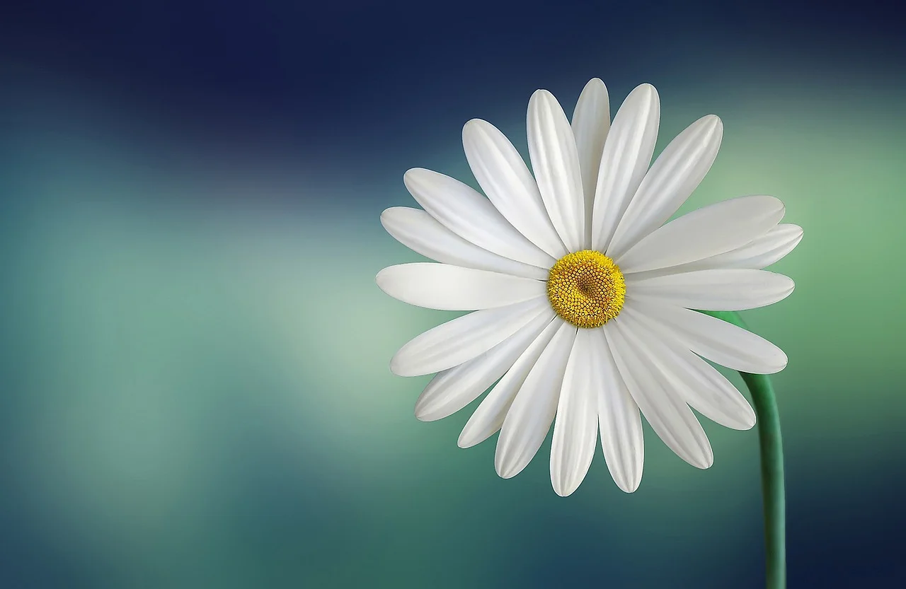 marguerite-729510_1280.webp