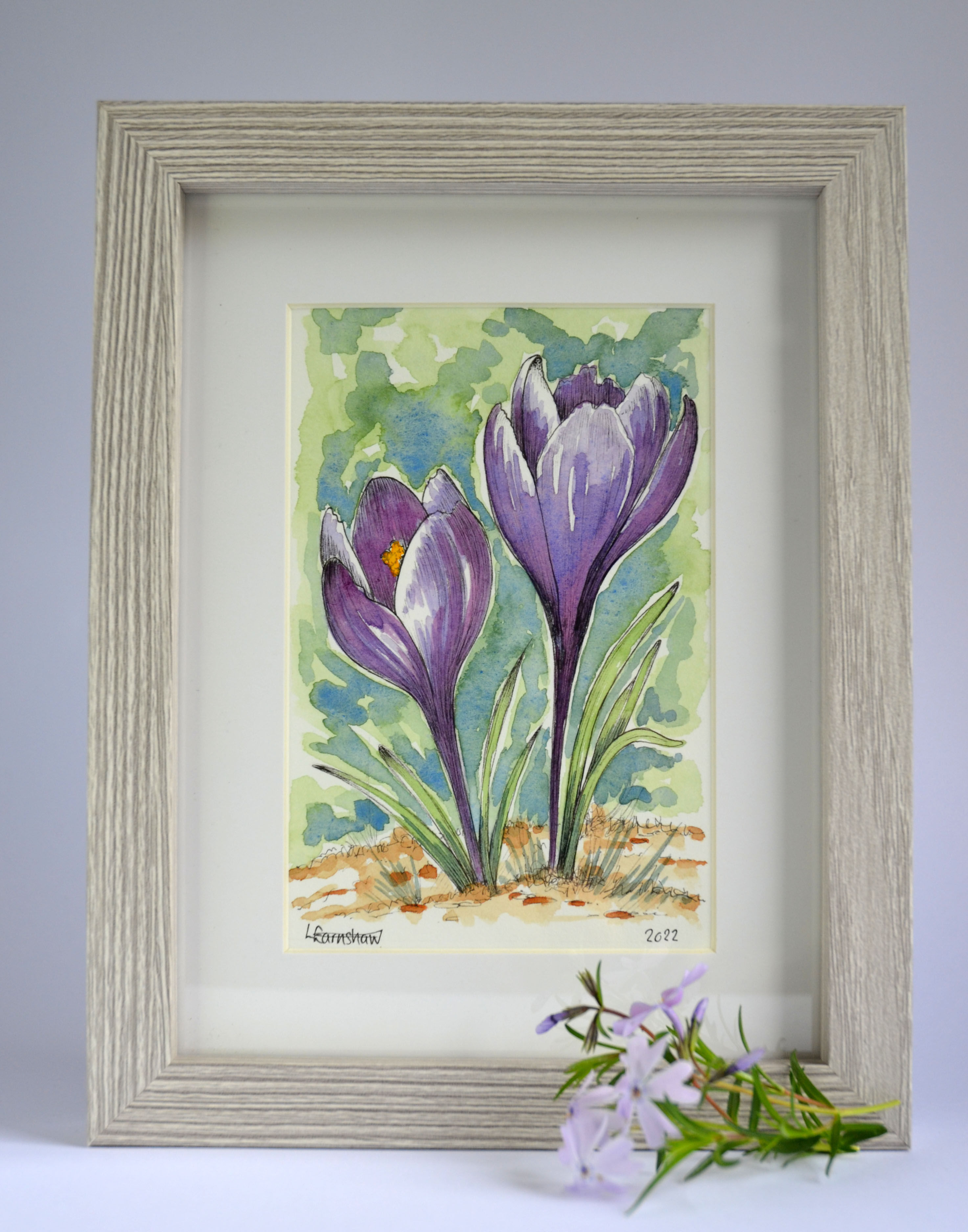 Watercolour and Pen - Crocuses