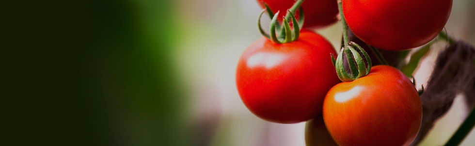tomatoes.jpg
