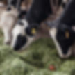 Feeding Cows, Grass fed dairy