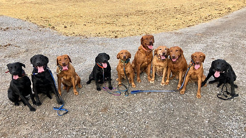 Labs, Labrador Retrievers, Lab Puppies for sale, British labs for sale, adult dogs for sale, puppy culture, avidog, ESI, responsible breeder, dog breeder, Lexington Labrador Breeder, Lexington lab puppies for sale, Lexington Labrador retriever, dog trainer, fox red labs for sale, hunting labs for sale, hunting dogs, bird dogs, service dogs, veteran owned business, lesbian owned business, woman owned business