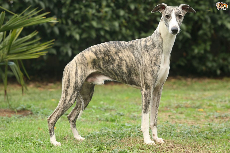 care-and-temperament-of-the-whippet-53299ede7dd9d