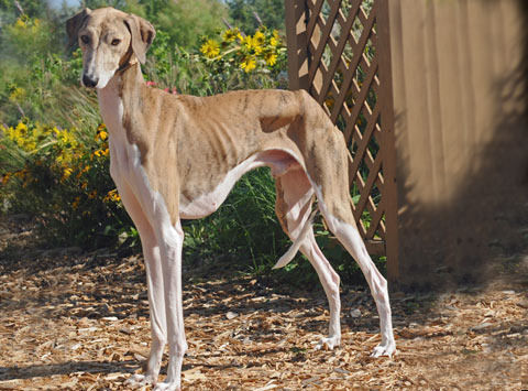 azawakh-7e6a054c-0441-42ca-81bb-7f7ee248b927