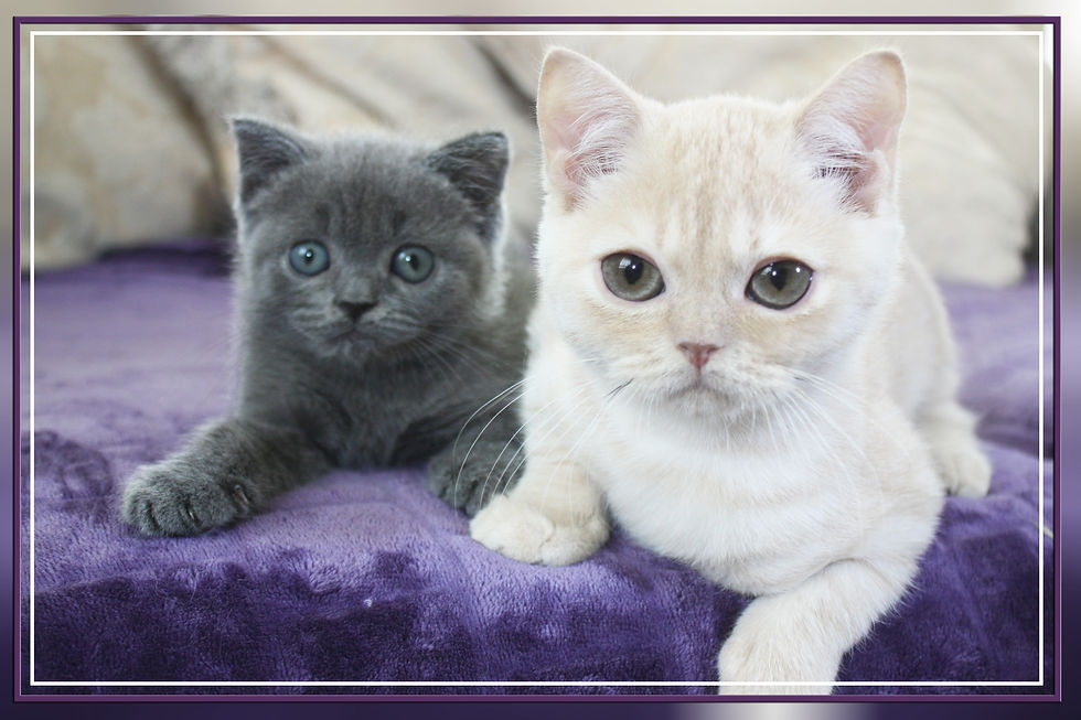 British Shorthair Cream & Blue Kittens
