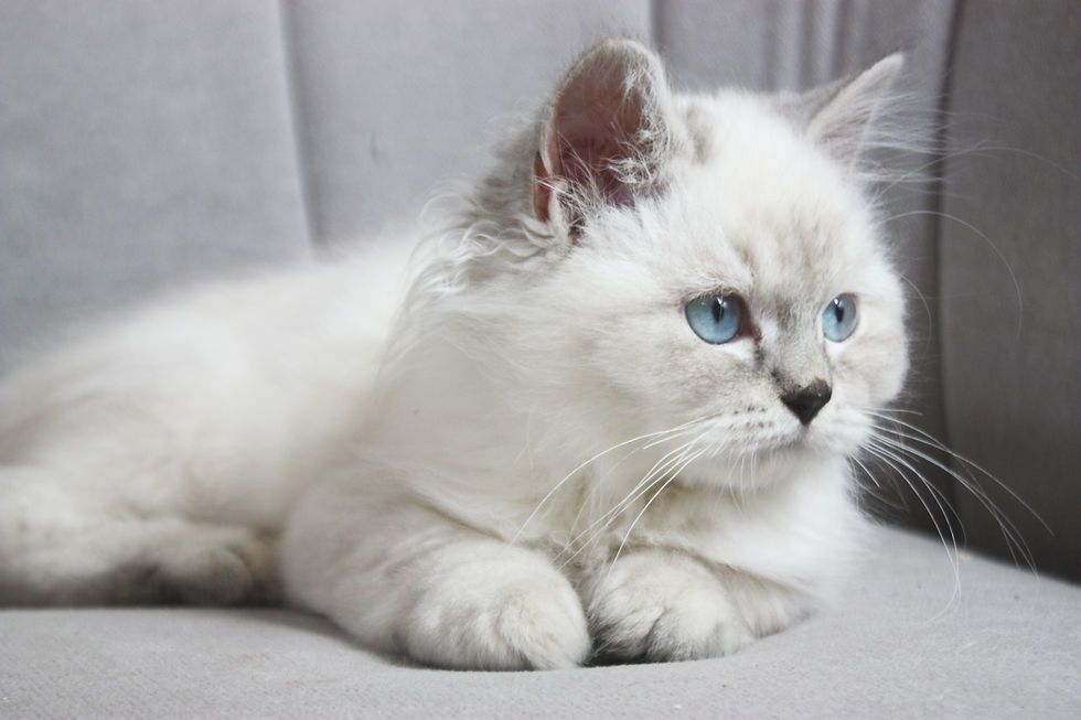 Siberian Pride Zayd | Male | Neva Masquerade | Adopted