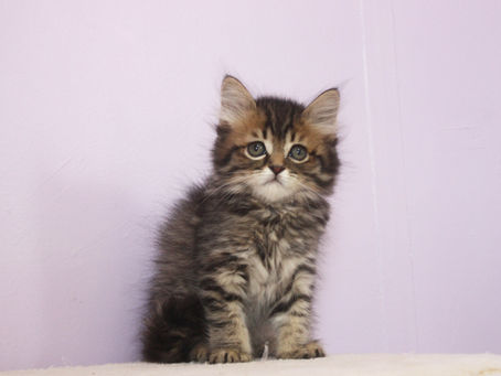 Bon Bon | Male | Siberian Kitten | Adopted