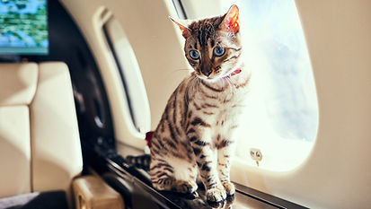 cat shipping