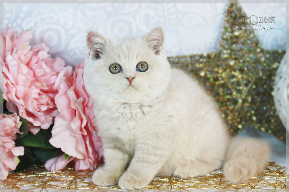 Cream British Shorthair kitten 8 weeks old
