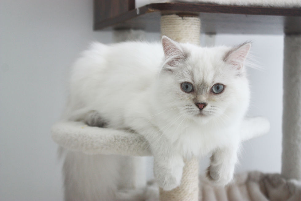 Siberian Pride Amalia | Female | Neva Masquerade | Available
