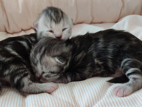 Litter "J" | Female & Male Siberian |